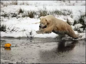 Łowy, Niedźwiedź, Woda, Polarny, Skok