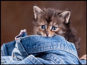 Mały, Jeans, Kotek, Spodnie