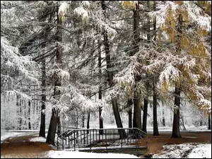 Park, Śnieg, Mostek, Pierwszy