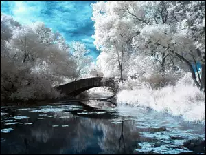 Rzeka, Białe, Drzewa