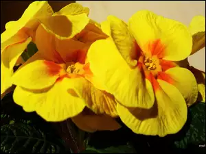 Prymula, Kwiaty, Żółta