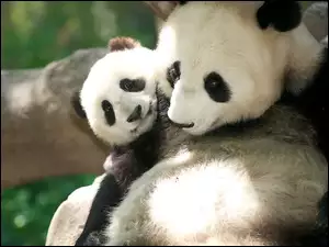 Małe, Miś, Panda