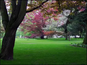 Drzewa, Park, Kolorowe