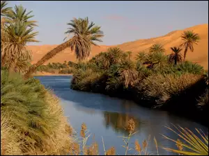 Rzeka, Libia, Palmy, Pustynia