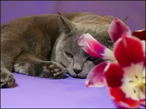 Tulipany, Kot, Brytyjski