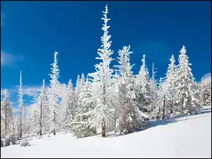 Śnieg, Ośnieżone, Choinki