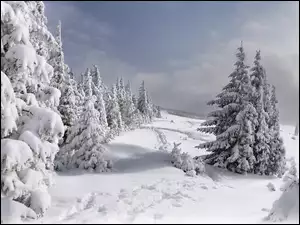 Zima, Drzewa, Świerki