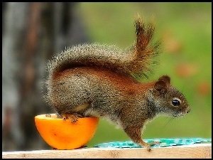 Wiewiórka, Pomarańcza