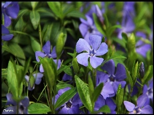 Kwiaty, Barwinek, Niebieskie