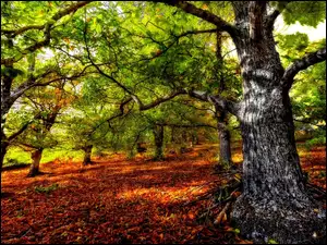 Jesień, Liście, Drzewa, Rdzawe