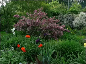 Krzewy, Ogród, Tulipany