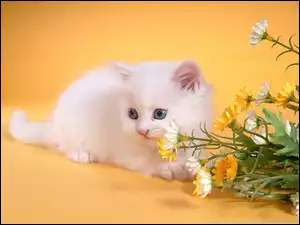 Mały, Kwiaty, Biały, Kotek