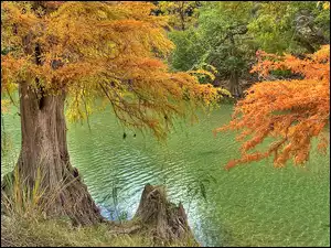 Rzeka, Jesień, Kolorowe, Drzewa