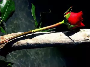 Róża, Kwiatek, Czerwona