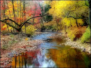 Jesieni, Barwy, Rzeka, Odbicie, Las, Kamienie