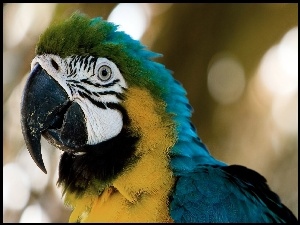 Papuga, Kolorowa