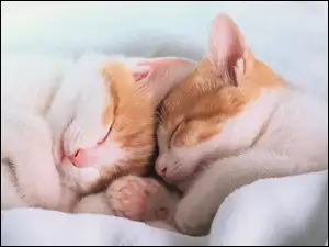 Kotki, Dwa, Śpiące