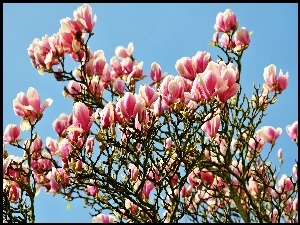 Kwiaty, Magnolie, Drzewo