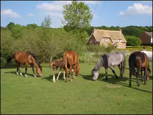 Konie, Drzewa, Łąka, Domy