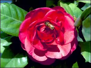 Pszczoła, Czerwona, Róża