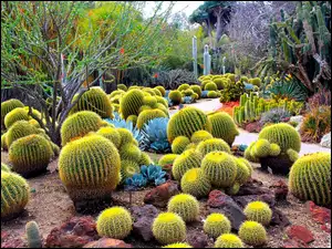 Kaktusy, Ogród, Botaniczny