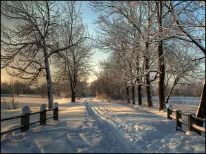 Droga, Zima, Śnieg, Drzewa