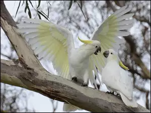 Kakadu Grzywacz, Papugi