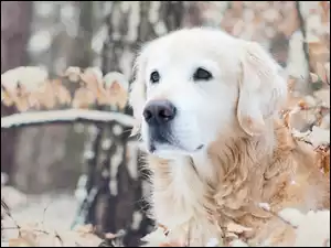 Golden, Retriever