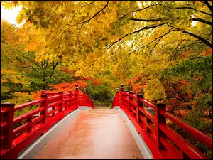 Jesień, Most, Drzewa, Czerwony