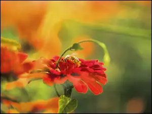 Pszczoła, Czerwony, Kwiatuszek