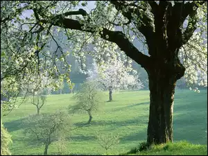 Pola, Wiosna, Kwitnące, Drzewa