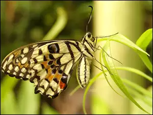 Motyl, Trawa