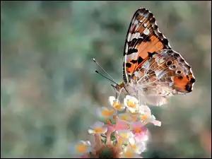Motyl, Kwiaty, Rusałka, Osetnik