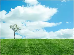 Drzewko, Łąka, Chmury
