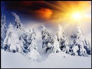 Zima, Promienie, Świerki, Słońca, Śnieg