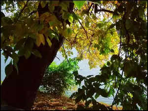 Jesień, Jezioro, Drzewa, Liście
