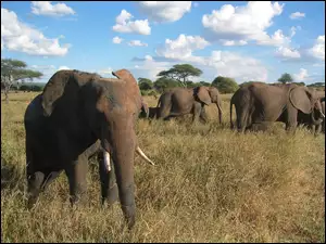 Serengeti, Słonie, Trawa, Sucha, Chmurki