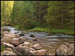 Las, Potok, Skały