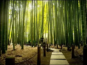 Park, Egzotyczny, Bambusowy