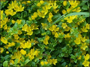 Kwiatuszki, Żółte, Drobne