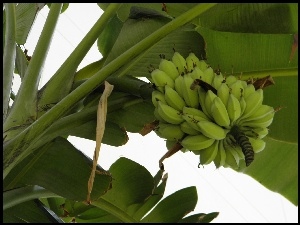 Owoce, Banany