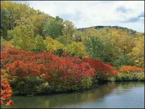 Jezioro, Jesień, Kolorowe, Drzewa