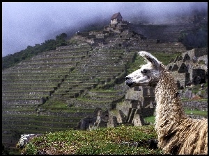 Peru, Lama, Machu Picchu