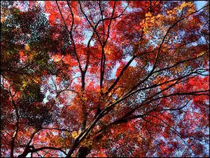 Jesień, Liście, Drzewo, Gałęzie