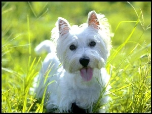 słodki, trawa, West Highland White Terrier, soczysta
