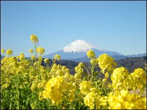 Kwiatki, Japonia, Góra, Fuji