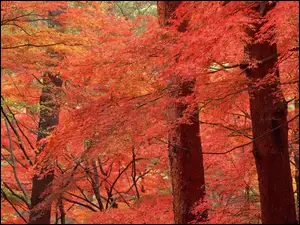Las, Drzewa, Jesień, Kolorowe