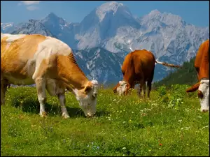 Krowy, Trawa, Góry, Alpy
