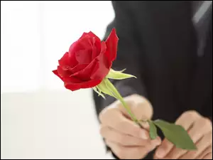 Dłonie, Czerwona, Róża