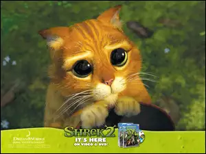 kota, Shrek 2, oczy